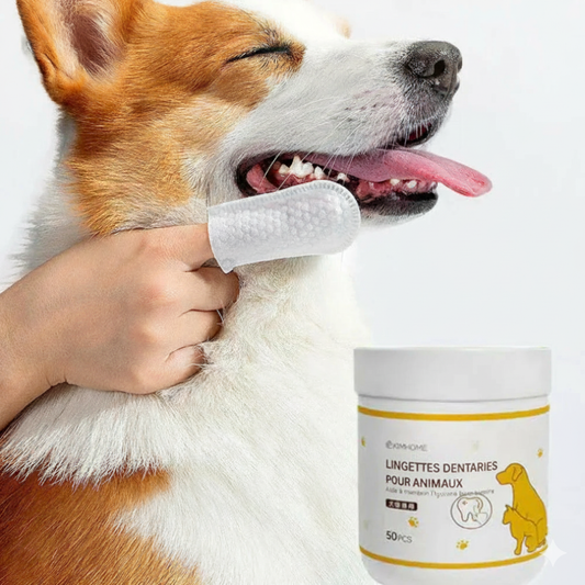 Lingette dentaire pour Chien